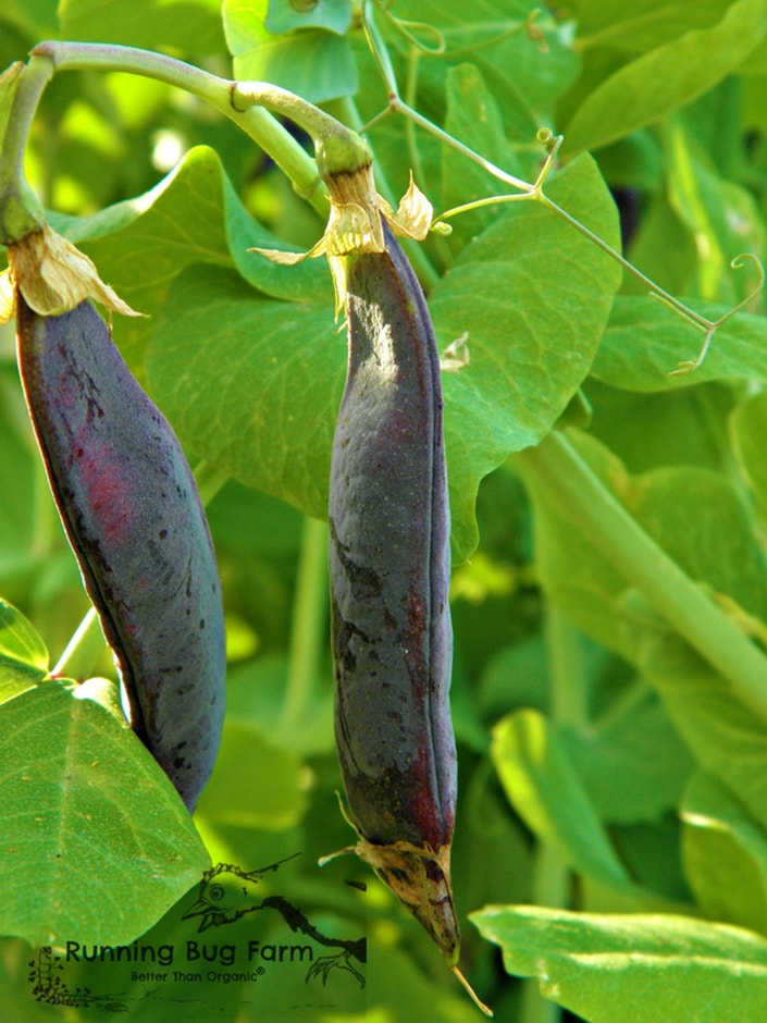 How to grow Blue Podded Shelling peas from seed.