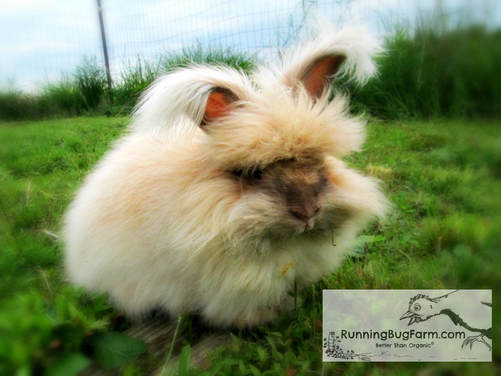 Picture of a chocolate tort English Angora buck outdoors in grass.