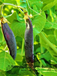 Grow your own beautiful blue podded shelling peas for a nutritious plant based source of protein organically.