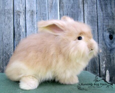 Picture of the side view of a cream colored English Angora Jr. Buck.