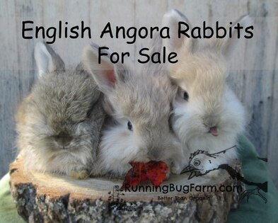 Live english angora bunny rabbits for sale in west virginia usa pedigreed pure breed bunnies