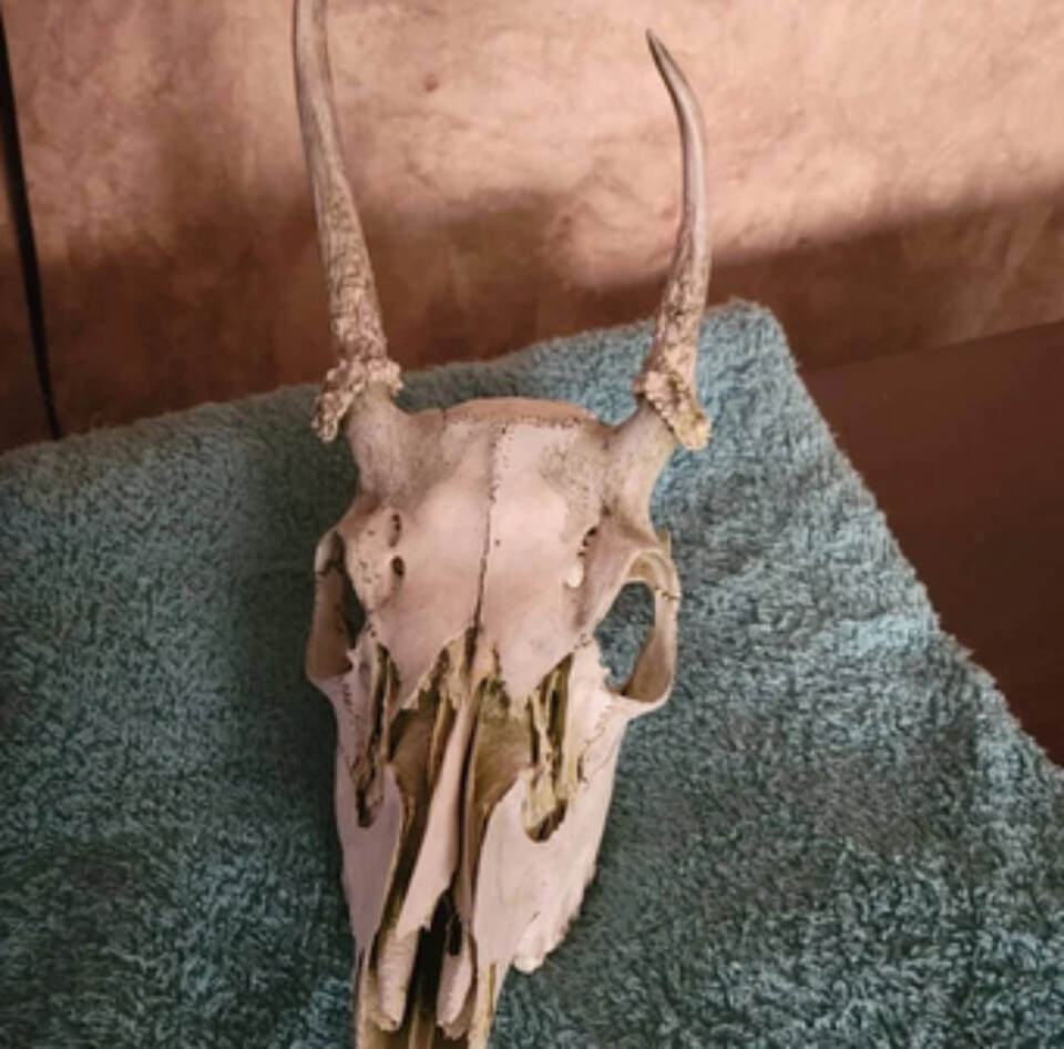 Picture of a deer skull with antlers from running bug farm received exactly what I ordered. delivery was very quick. I'm more than happy with both the product, and my experiance.