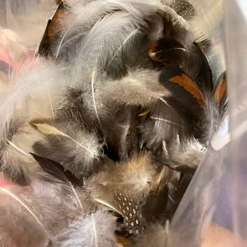 Customer photo of an assortment of natural bird feathers from running bug farm.