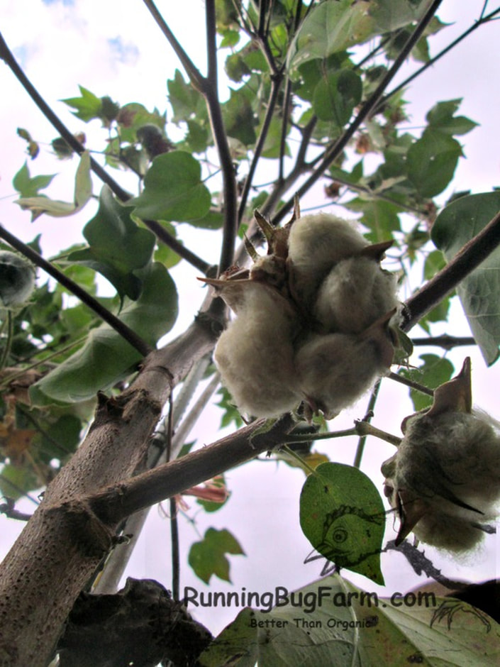 Bottom up view of Arkansas Green cotton bolls split open and ready to harvest.