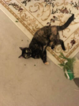 Picture of a cat rolling around in Running Bug Farm's Kitty Krack.  Customer review and photo.