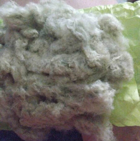 Satisfied customer posted picture or heirloom arkansas green organic cotton from Running Bug Farm USA Eco farming. 