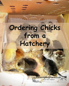Nervous about your first hatchery order?  Don't be!  Here we guide you on what to expect, from picking up your peeps at the post office, to keeping them safe & great books to help you along.  Raising chicks is a lot of fun, let us show you how!