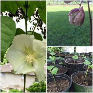 I want to thank you for the Sea Island Cotton Seeds are just growing perfectly.  Customer photo and review of Running Bug Farm.