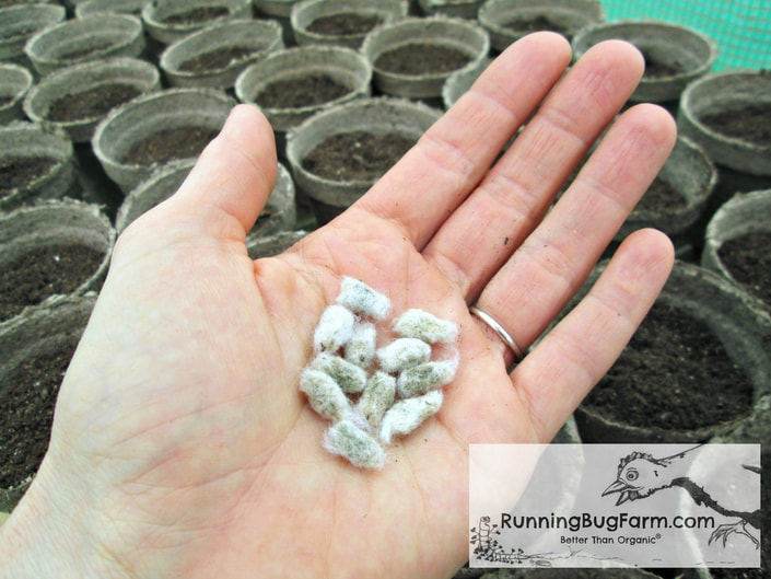 How to grow red foliated white heirloom cotton.