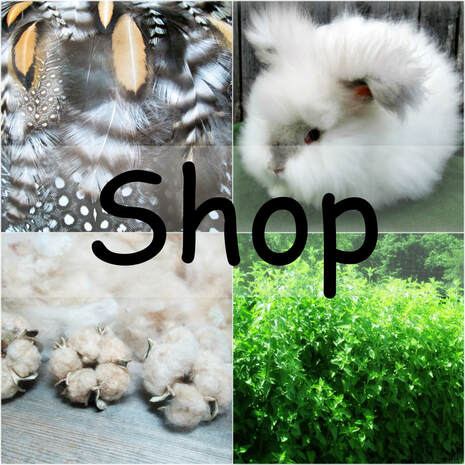 Our eclectic shop is a reflection of what we do on our farm.  We offer luxurious angora rabbit fibers, pristine feathers, natural pet supplies, as well as wild discoveries from nature found around our farm.