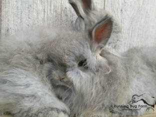 Picture of Opal Agouti English Angora Bunny Rabbits.