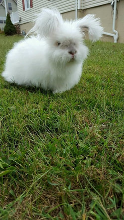 This is Moon Stone today 9-15 out playing in the grass.  Customer appreciation photo of an English Angora rabbit purchased from Running Bug Farm.