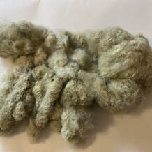 Customer picture of heirloom arkansas green cotton purchased from Running Bug Farm.
