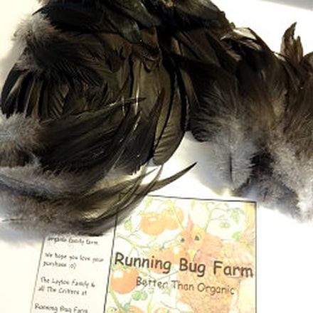 The feathers are SUPER LOVELY! Thanks again for your patience and kindness!  Customer feather review with photo.  Runnign Bug Farm.