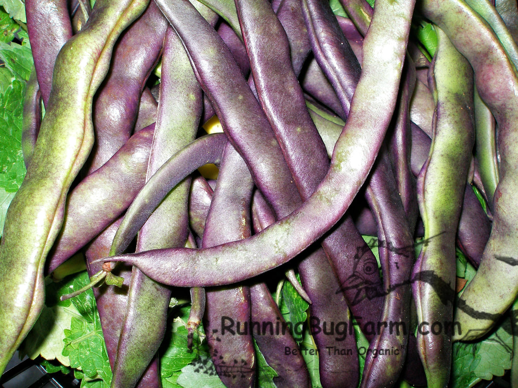 Starting Purple Podded Pole Beans From Seed