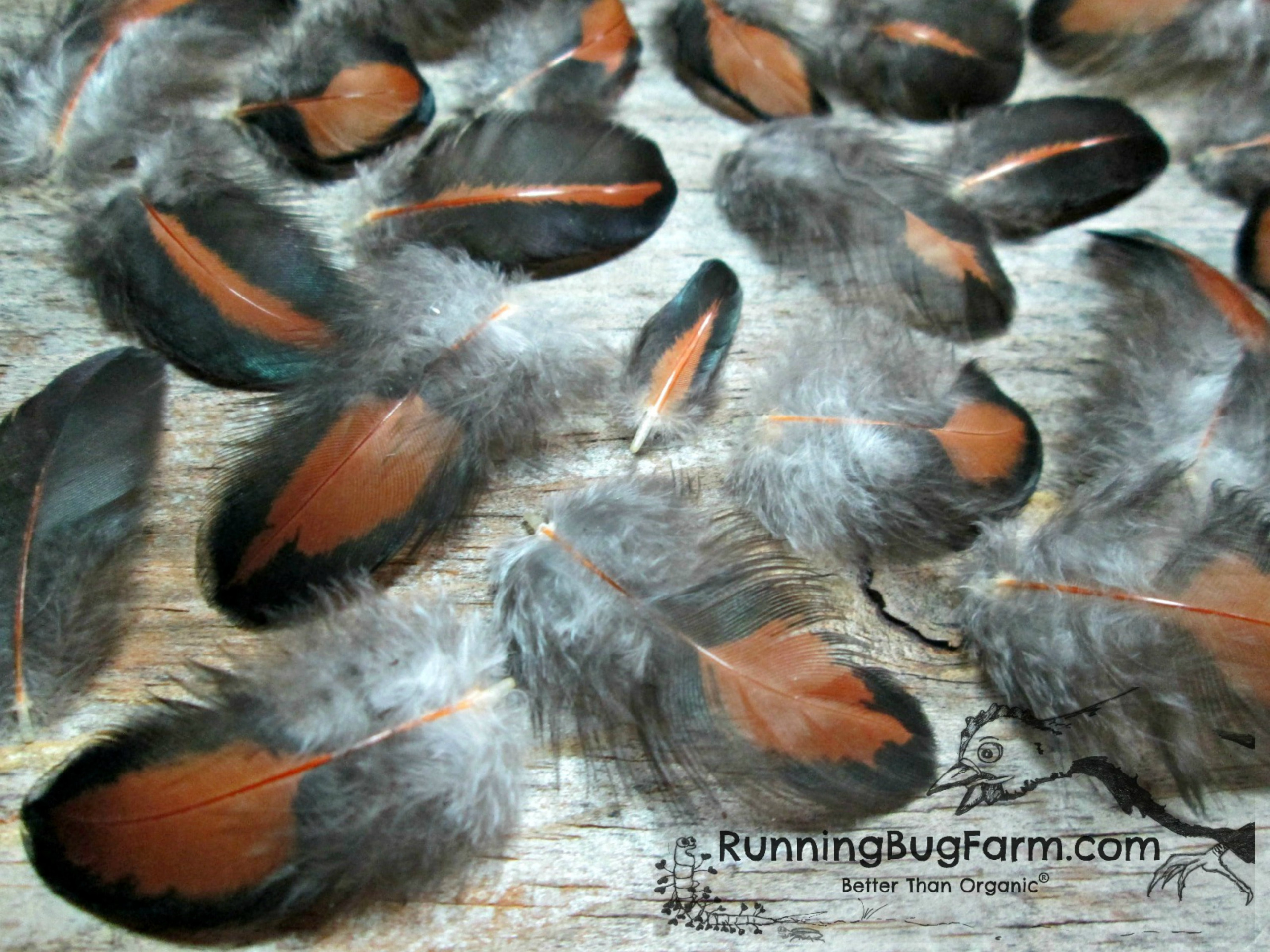 Black Laced Red Rooster Craft Feathers from Real Birds