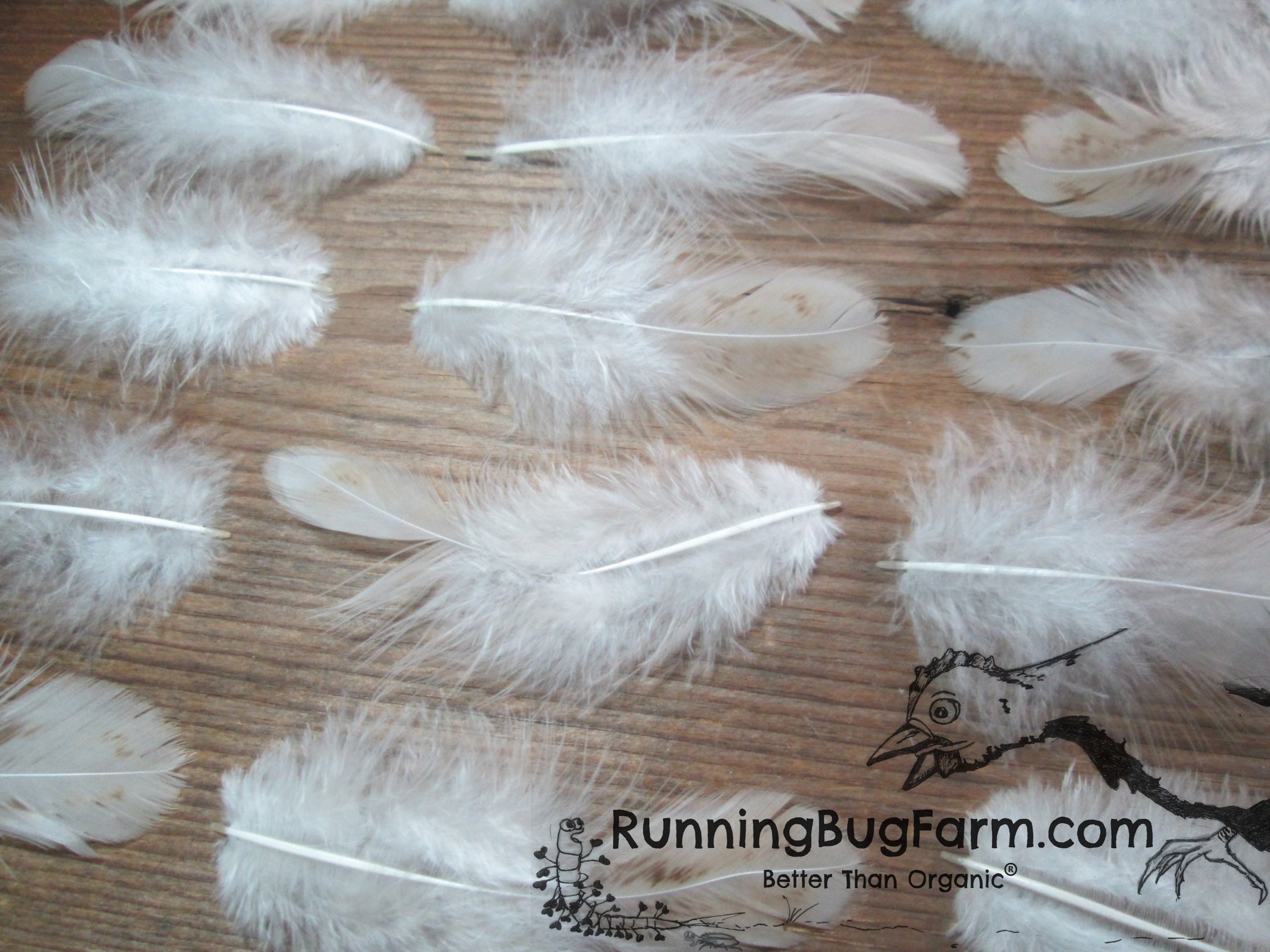 Cruelty Free Feathers 25 Perfect Buff / Gold Feathers From a Buff