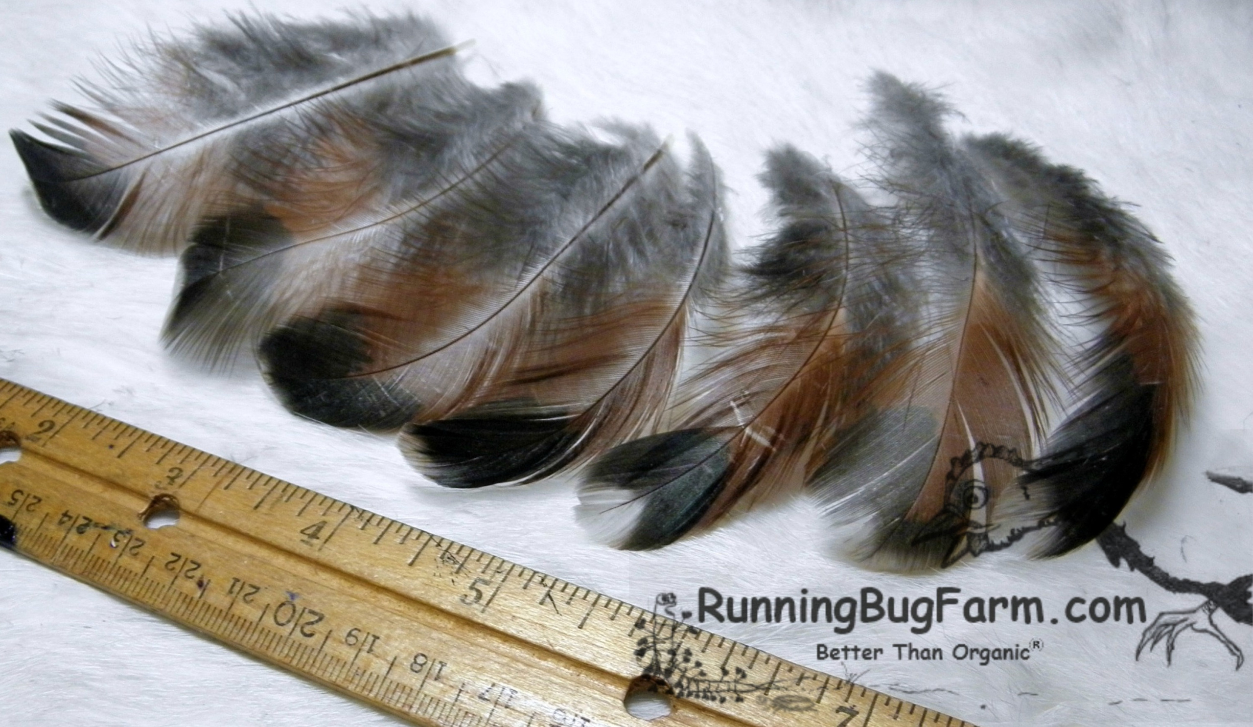 Cruelty Free Multi Colored Metallic Real Bird Rooster Feathers For
