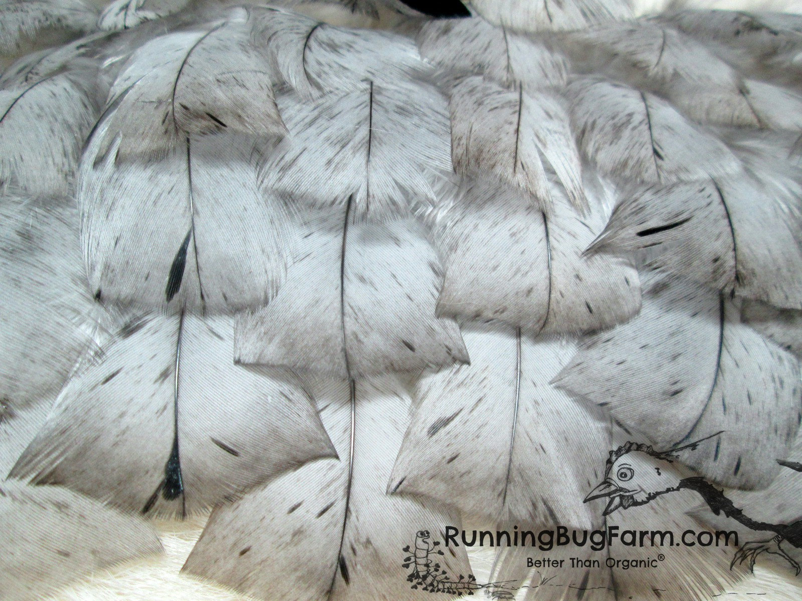Natural Blue Slate Turkey Feathers For Crafts Qty 30 Size