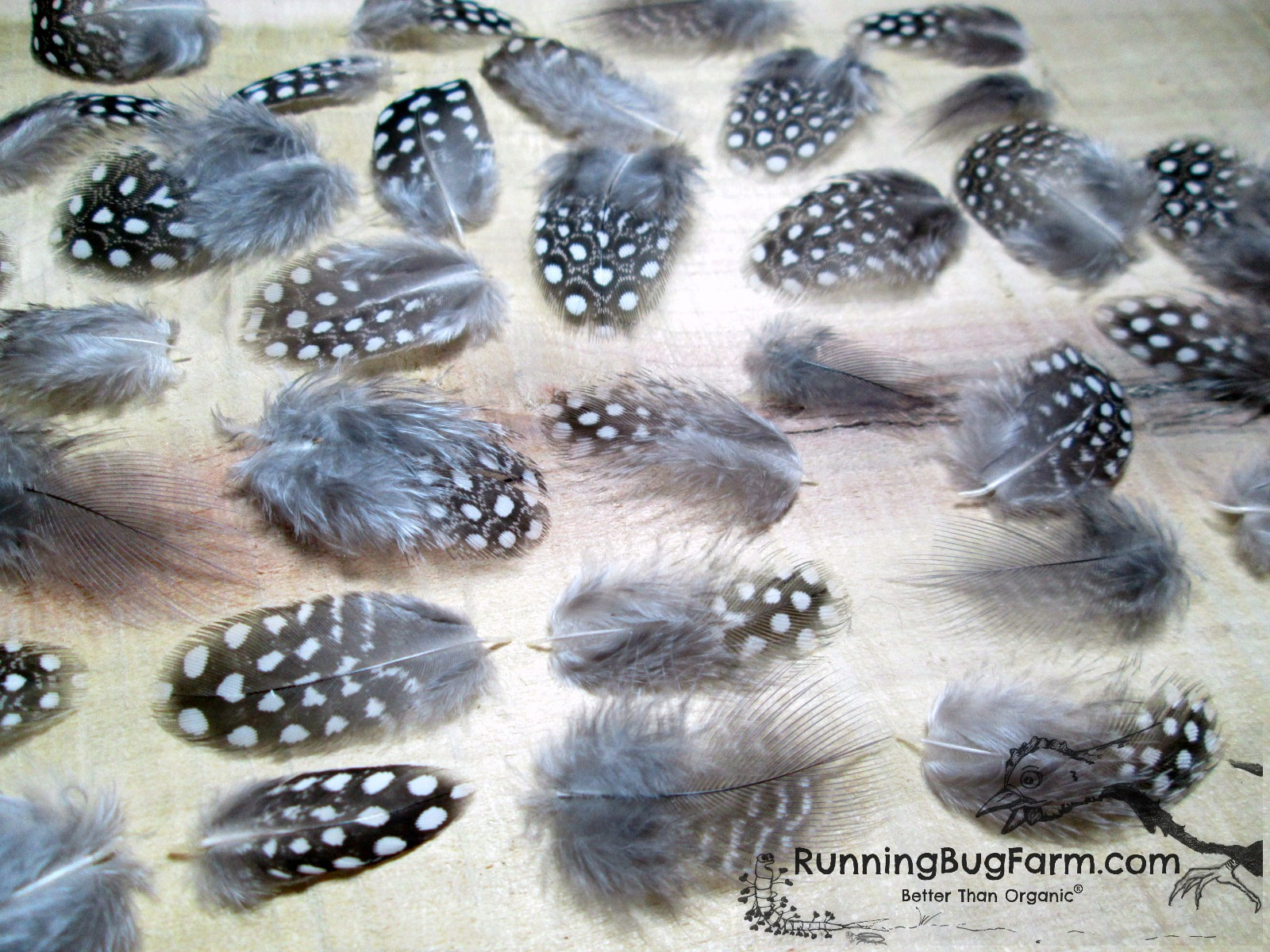 Soft Natural Guinea Fowl Spotted Feathers Crafts 5-10cm Chicken