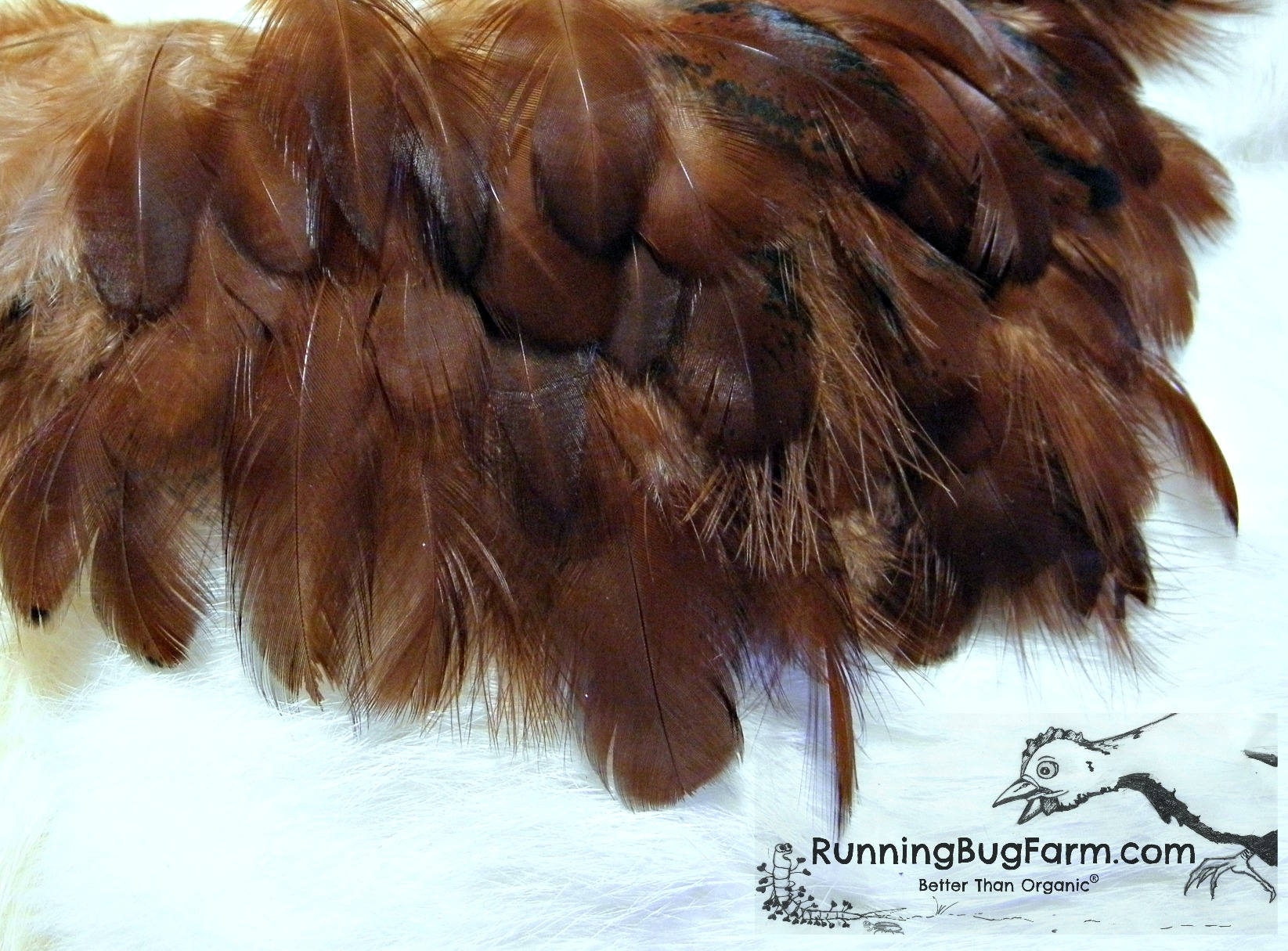 Brown Chicken Feathers, 10 Pieces, 3.5-4 Inches 