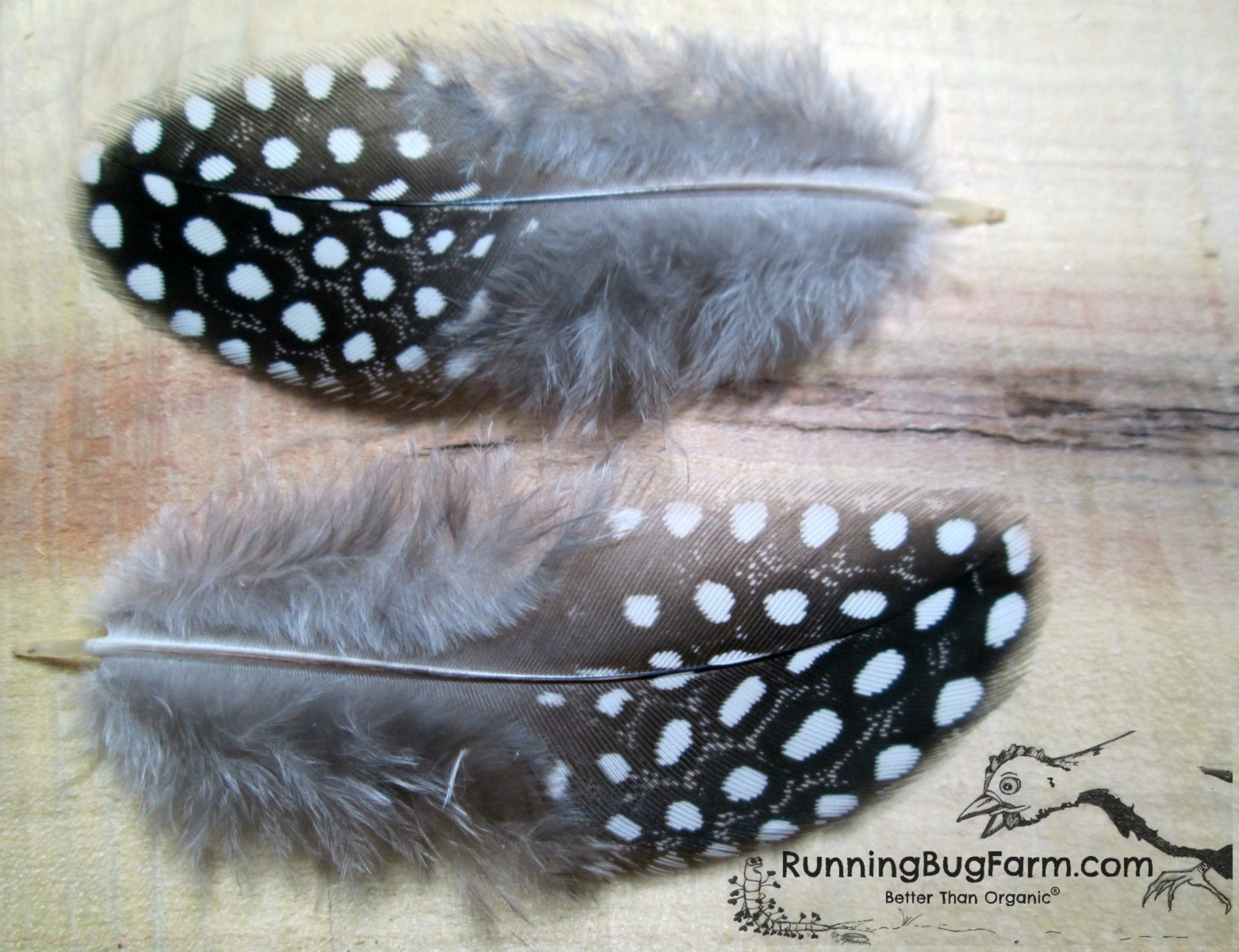 Small Guinea Fowl Wing Feathers with Polka Dots for Crafts Art and Decor, Ethical Plumage