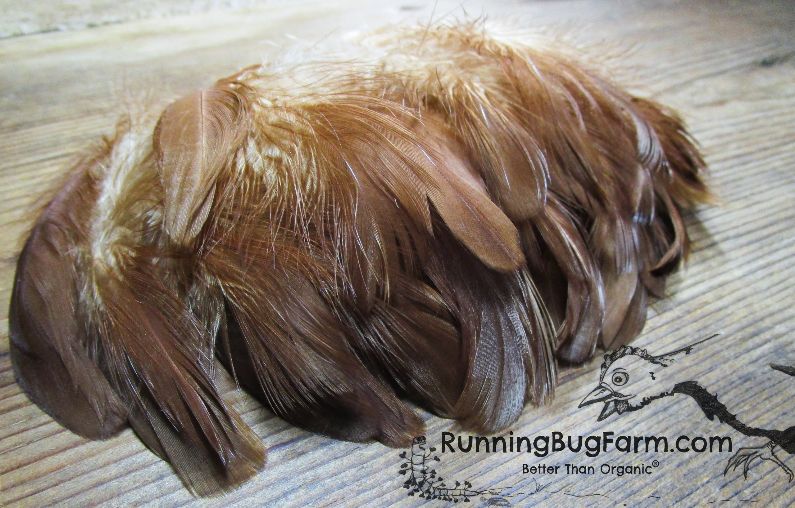 Craft Feathers - Natural Feathers - Loose Real Chicken Feather for