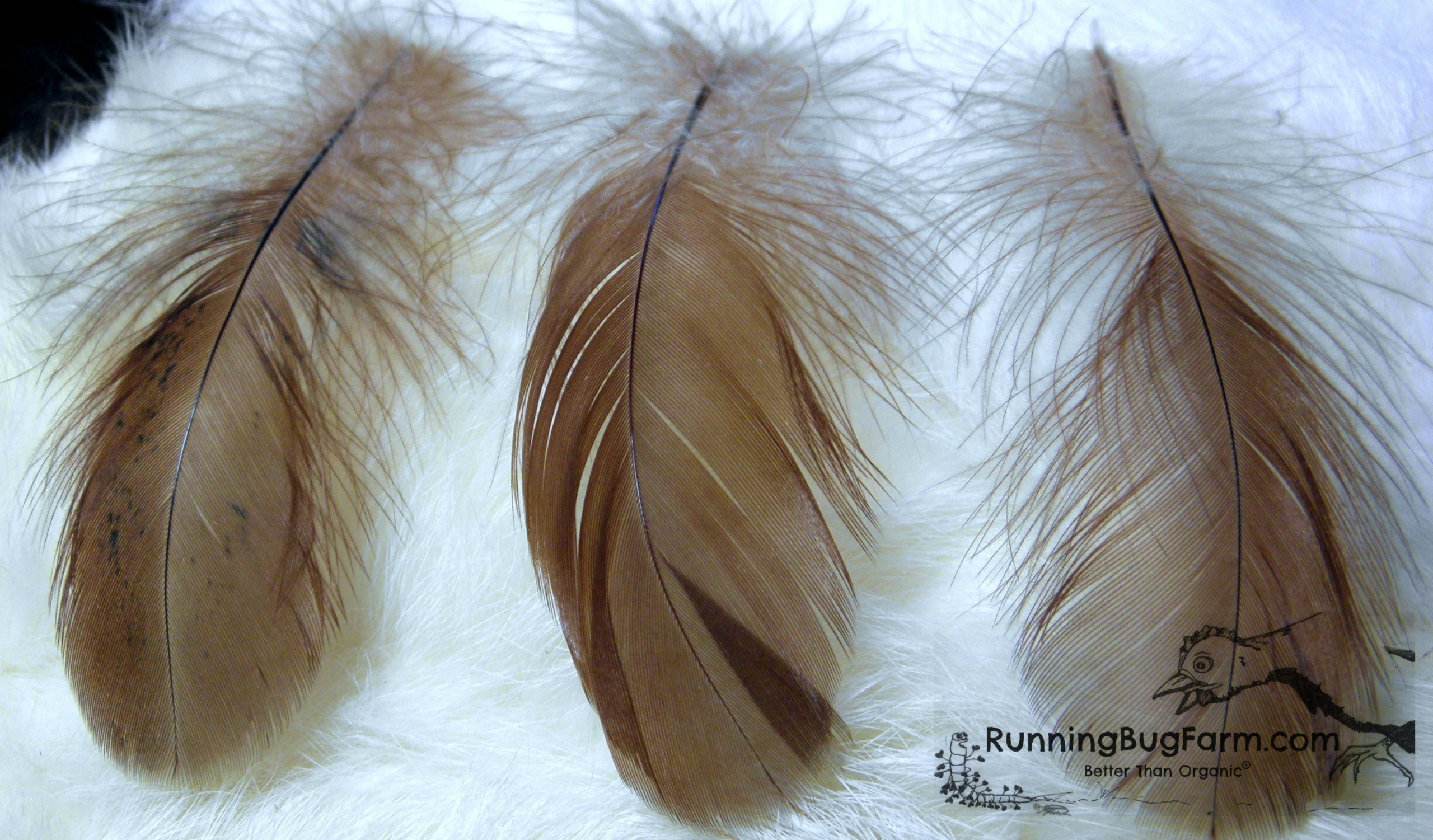 Craft Feathers - Natural Feathers - Loose Real Chicken Feather for