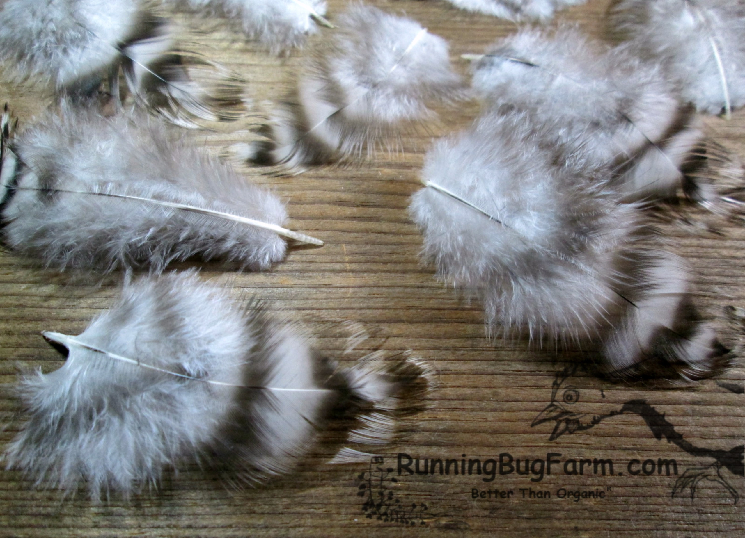 Rooster Feathers, Short Feathers, Wide and Fluffy