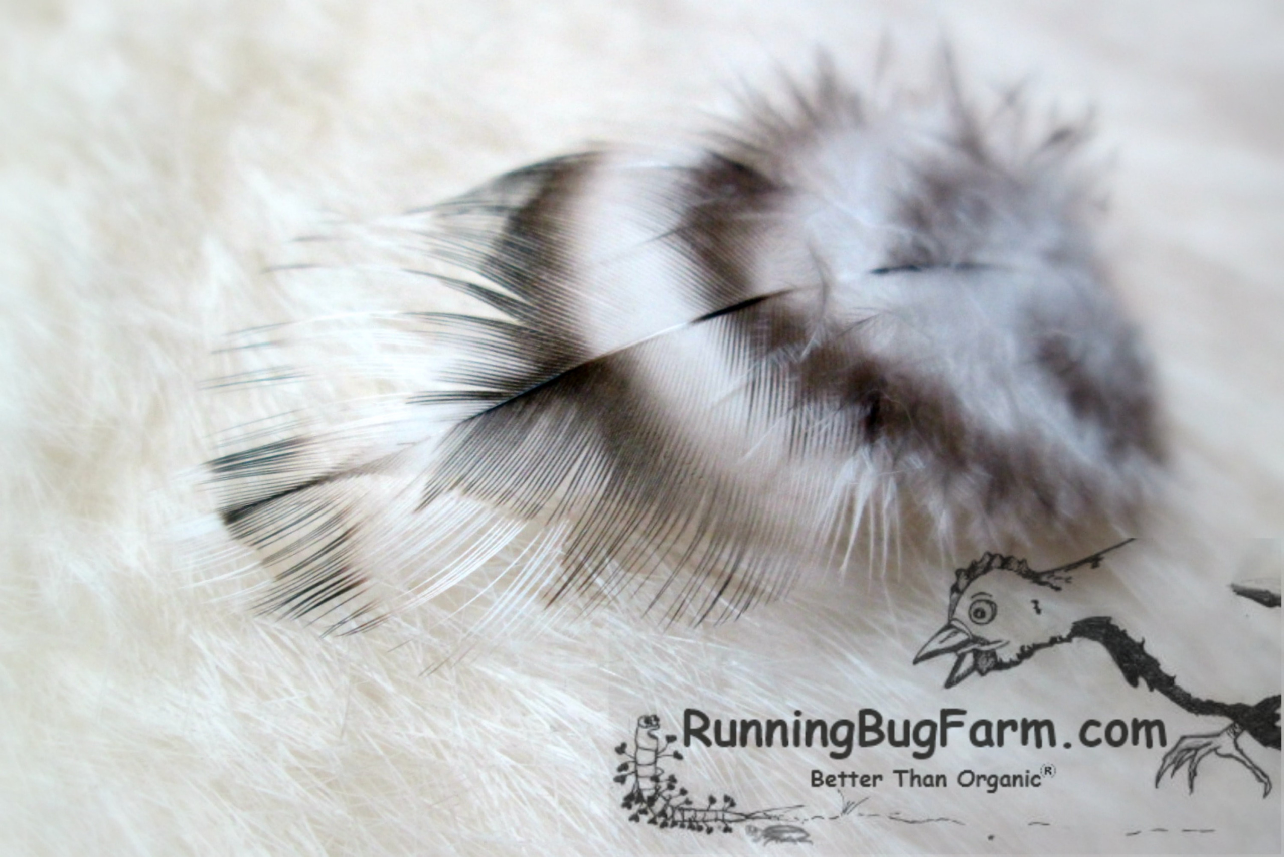 Black and White Shoulder and/or Back Rooster Feathers for Crafts