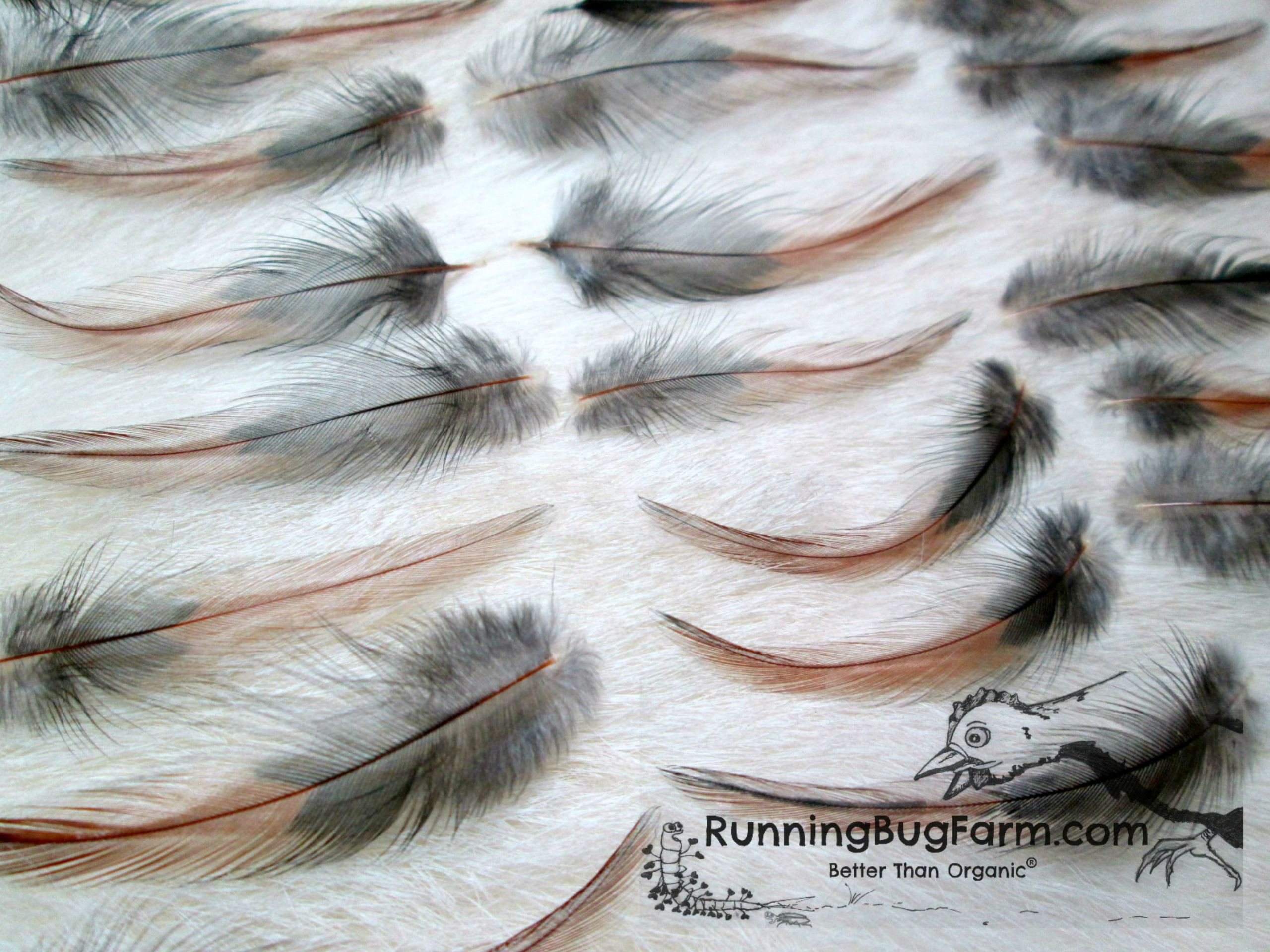 Small and Slender Black Laced Red Rooster Hackle Feathers for Crafts