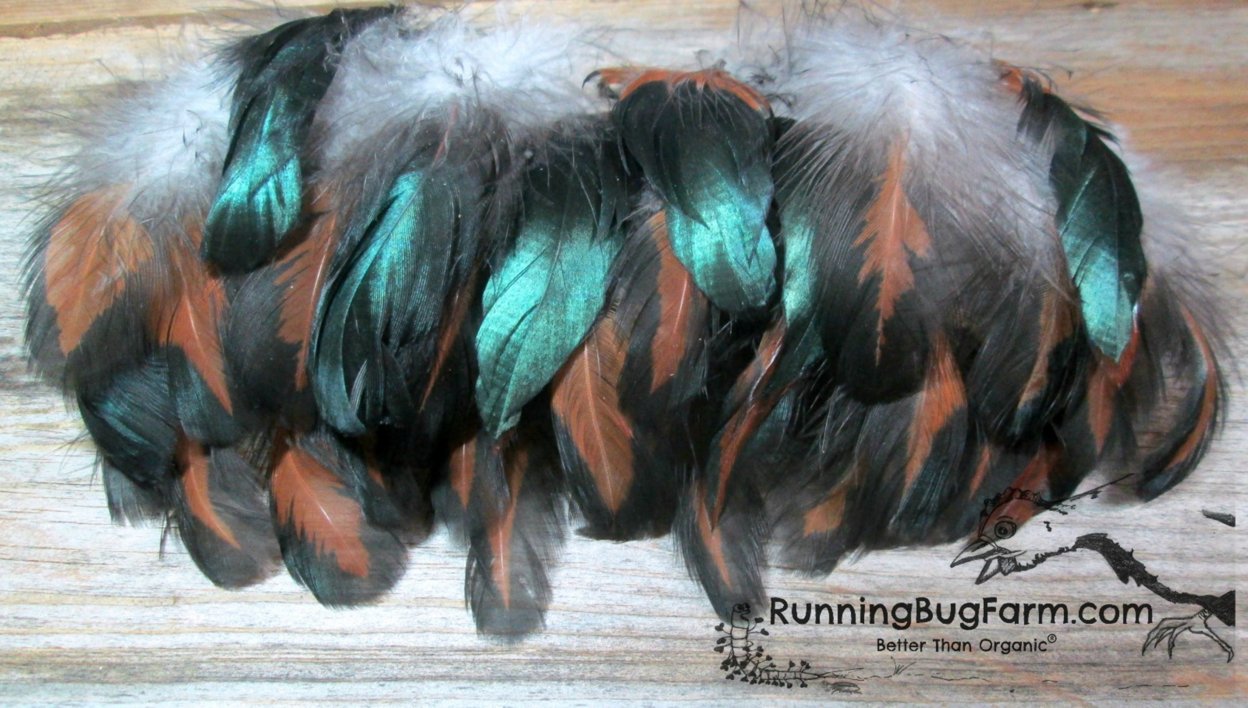 Real Black and Red Rooster Tail Feathers for Crafts from Humanely