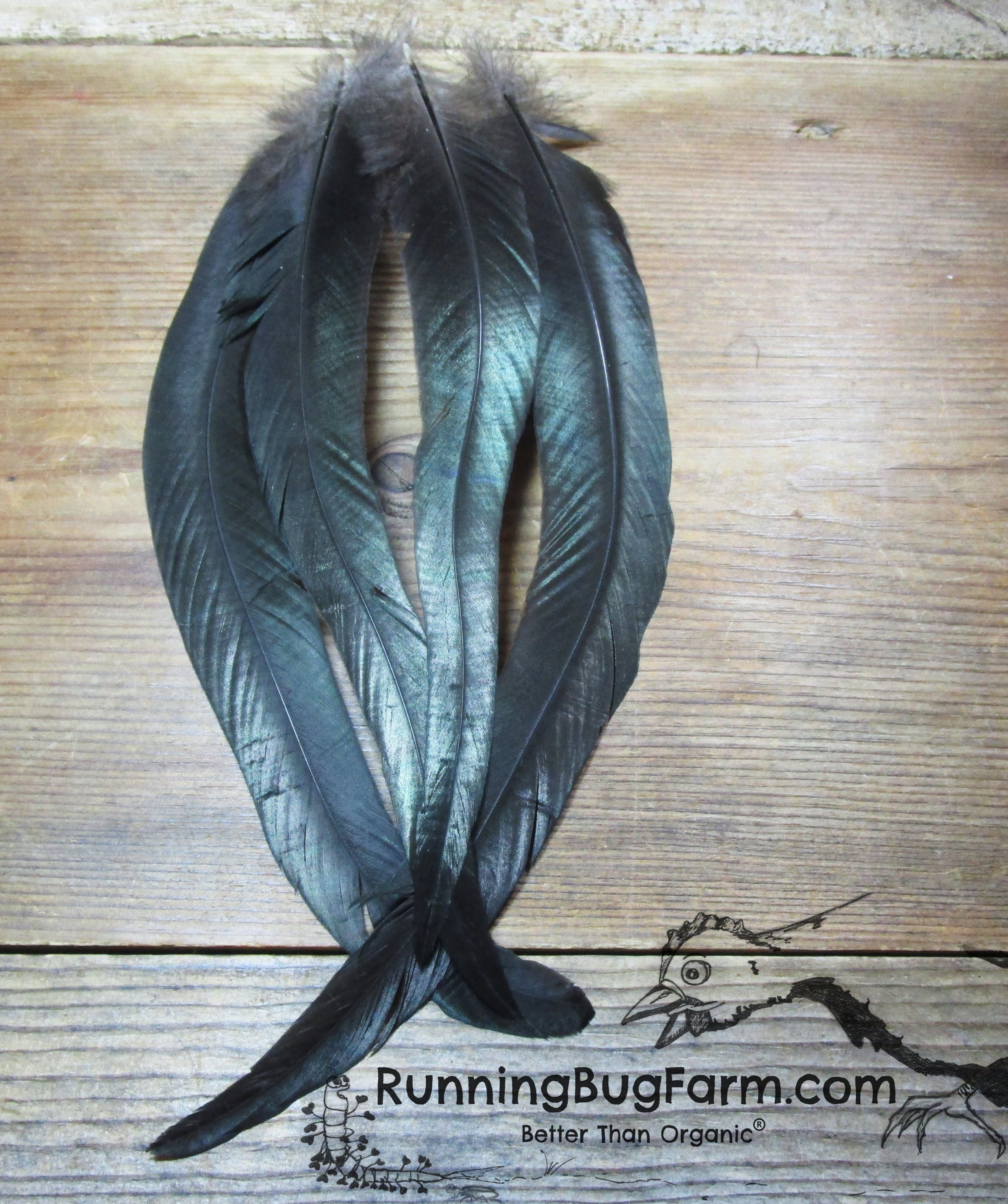 Black Australorp Rooster Tail Feathers Qty: 4 Size: 10-13 (Gallus  domesticus)