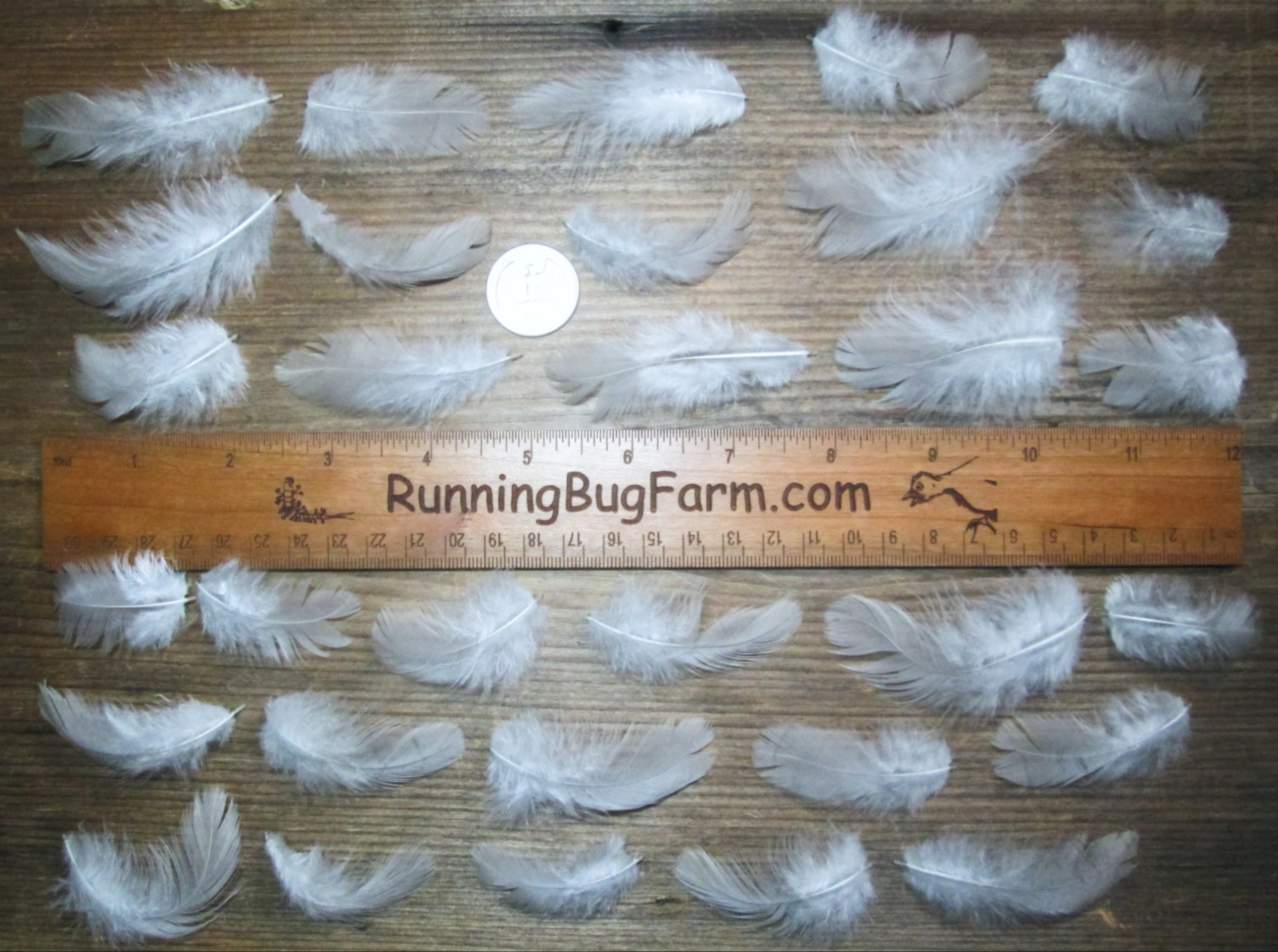 Cruelty Free Lavender Feather Assortment for Crafts from Real Pastoral Farm  Birds, Natural Blue Chicken Plumage