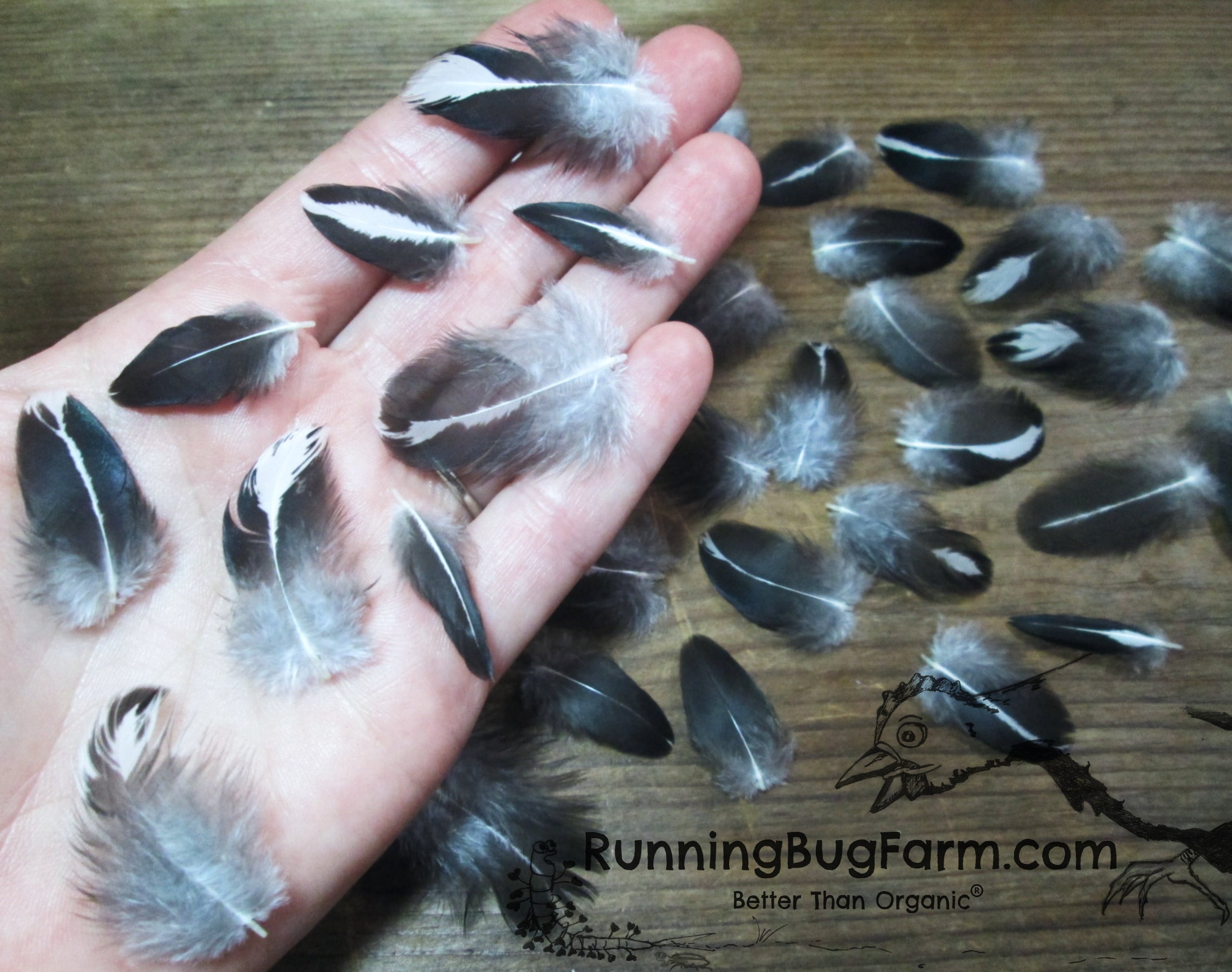 Silver Polish Rooster Feather Patches, Craft Feathers Black Laced White  Feathers