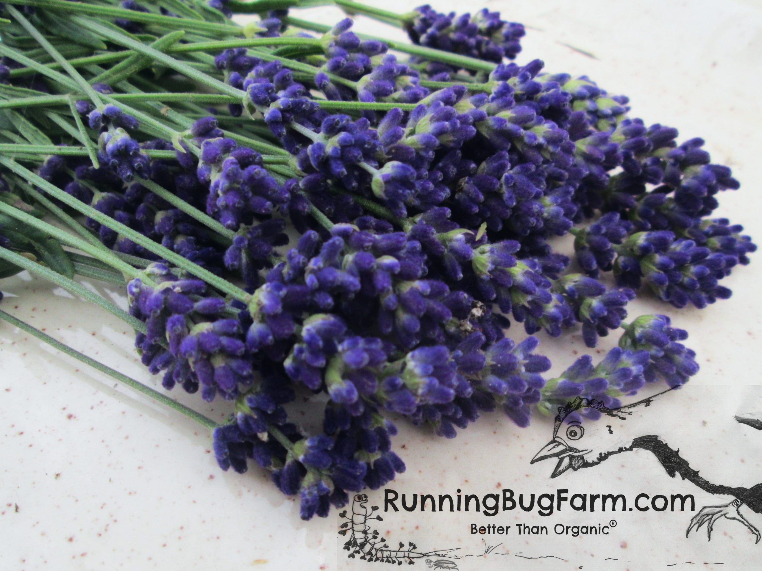 Dried Lavender Flower Stalks and Buds Qty: 1 Ounce (Lavandula angustifolia)