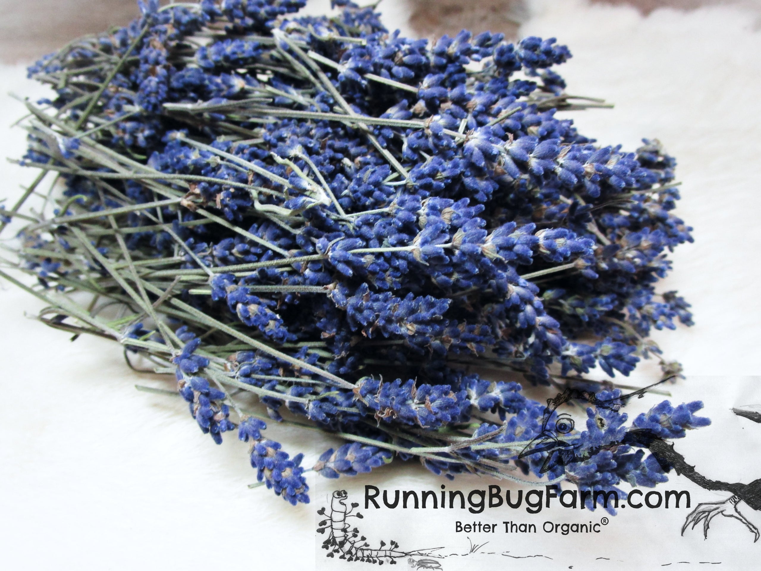 Dried Lavender Flower Stalks and Buds Qty: 1 Ounce (Lavandula angustifolia)
