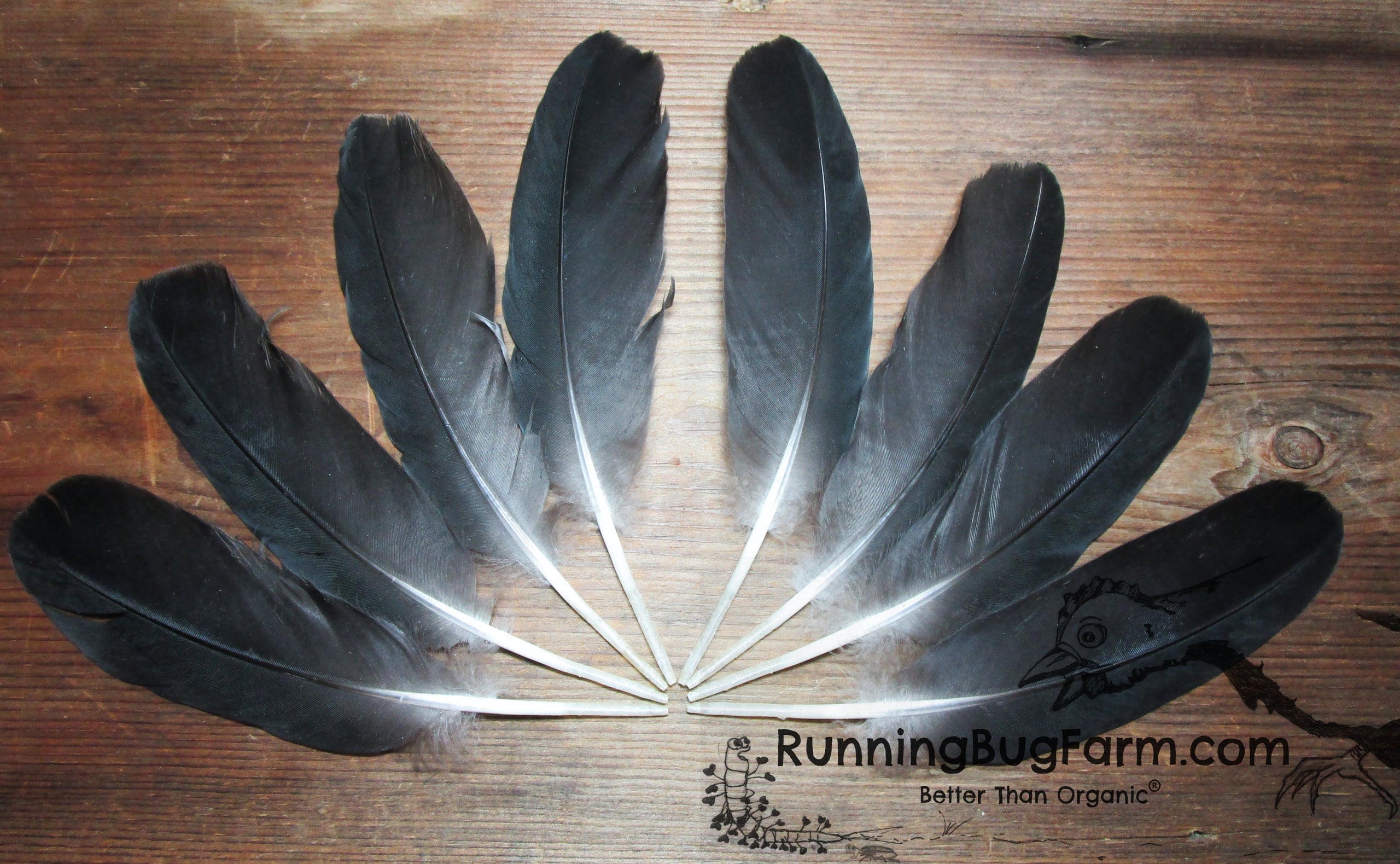 Barnyard Goose Wing Feathers Qty: 8 Size: 7-7.5 (Anser anser