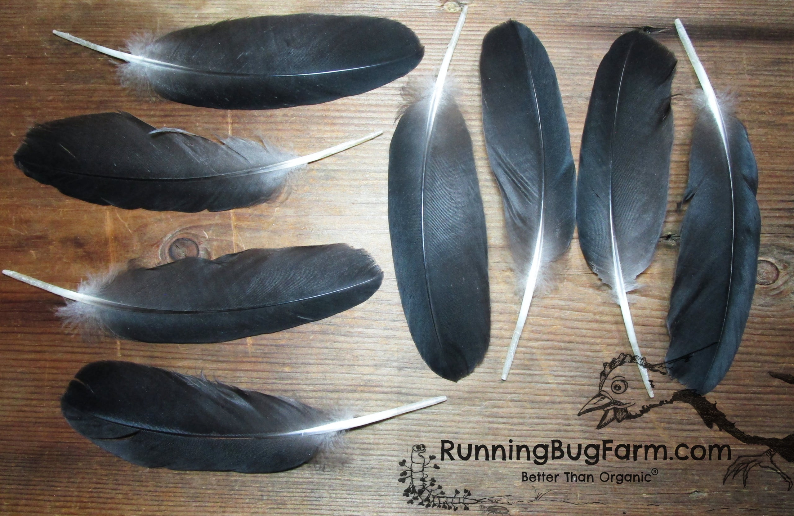 5-7 Inch Blue Goose Feathers. 10 Blue Bird Feathers. Stiff
