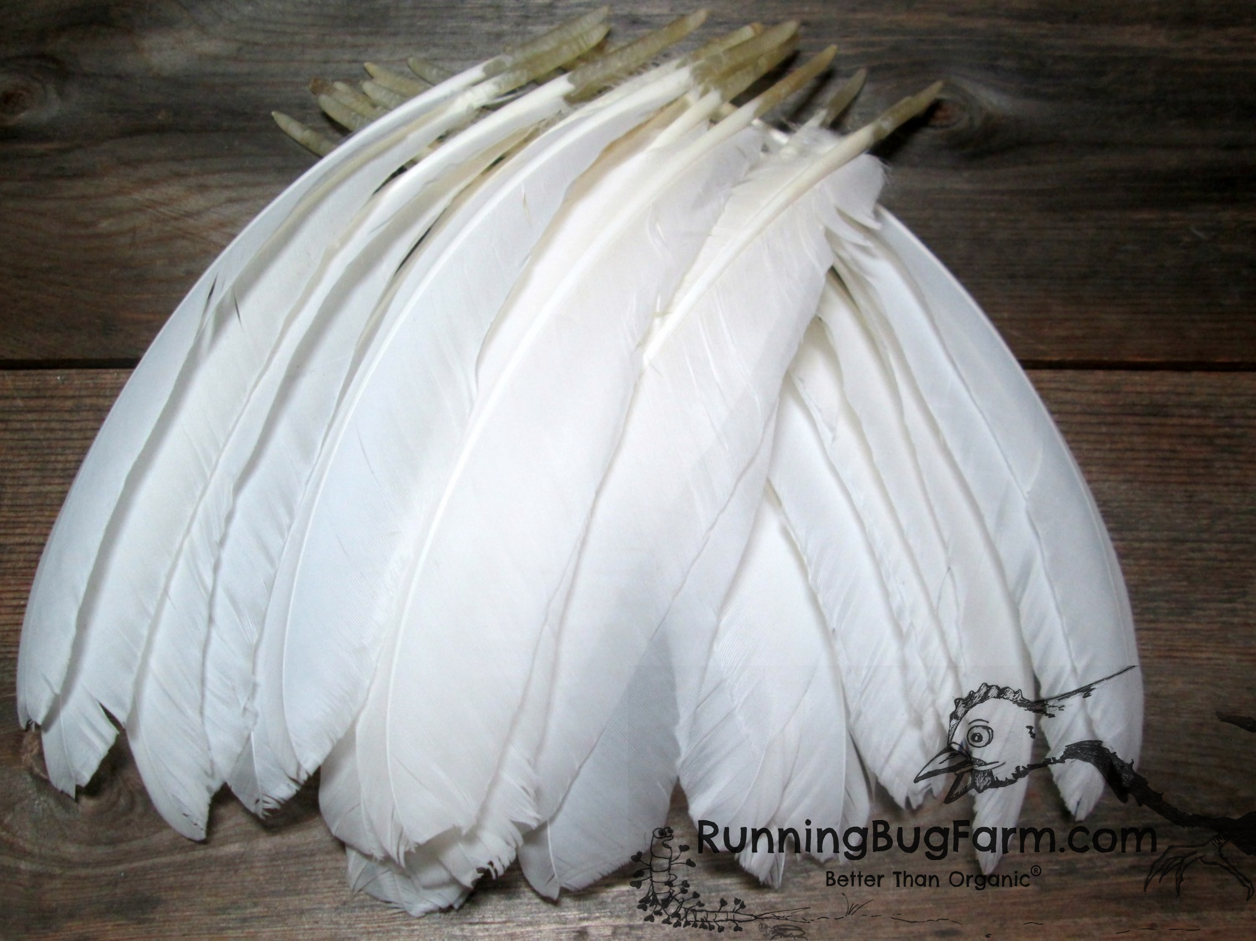 6-8 White Goose Feather, PS03 – Black Moth