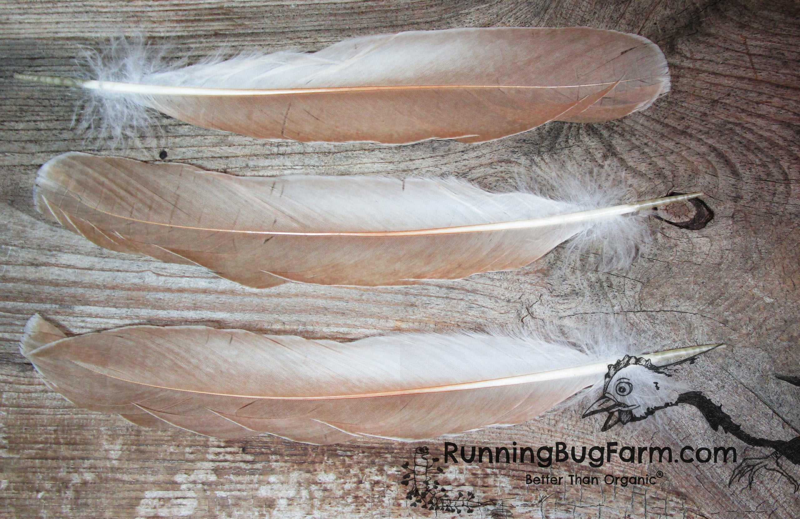 Silver Polish Rooster Feather Patches, Craft Feathers Black Laced