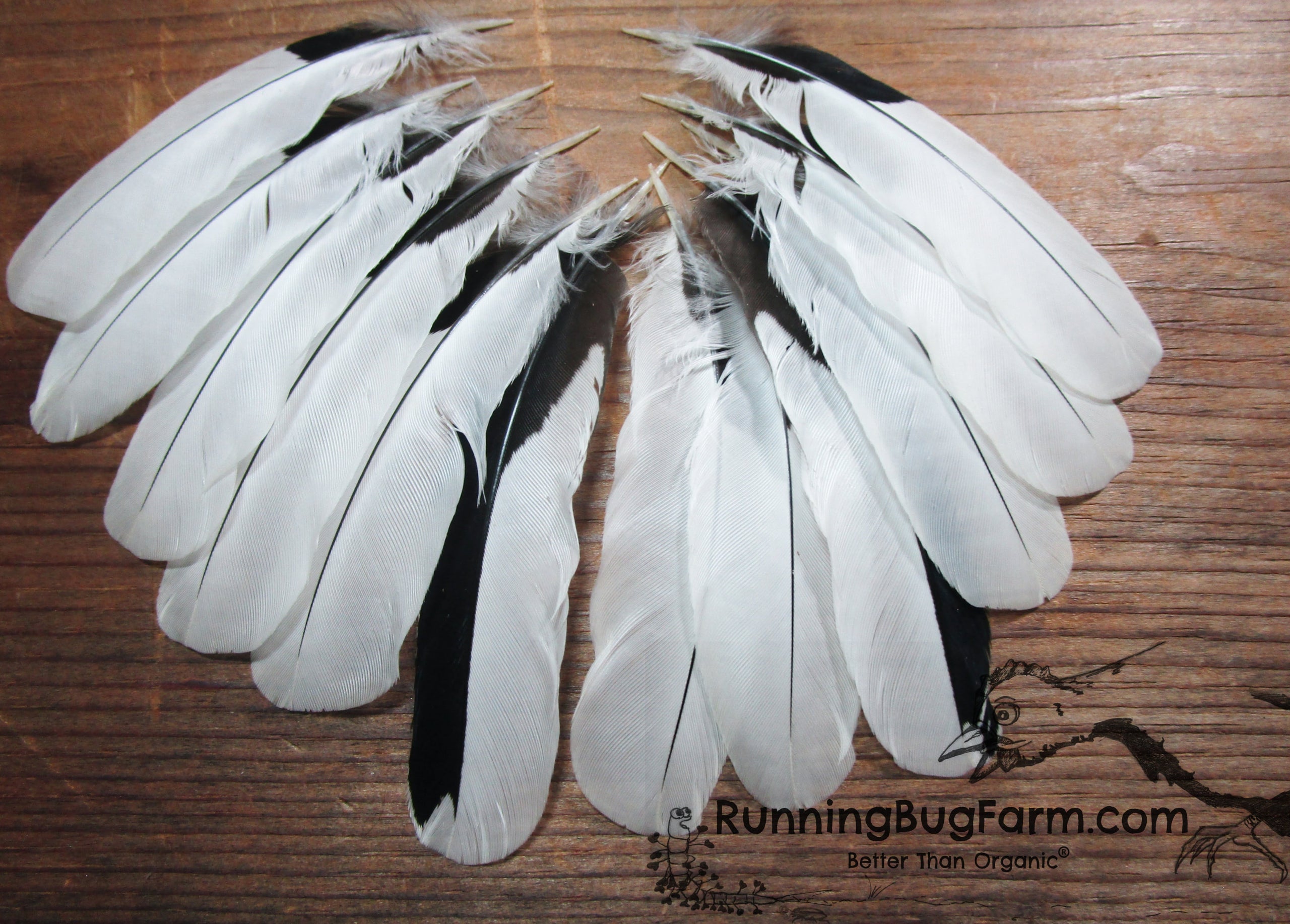 Black and White Barnyard Bird Wing Feathers Qty: 12 Size: 3-3.5