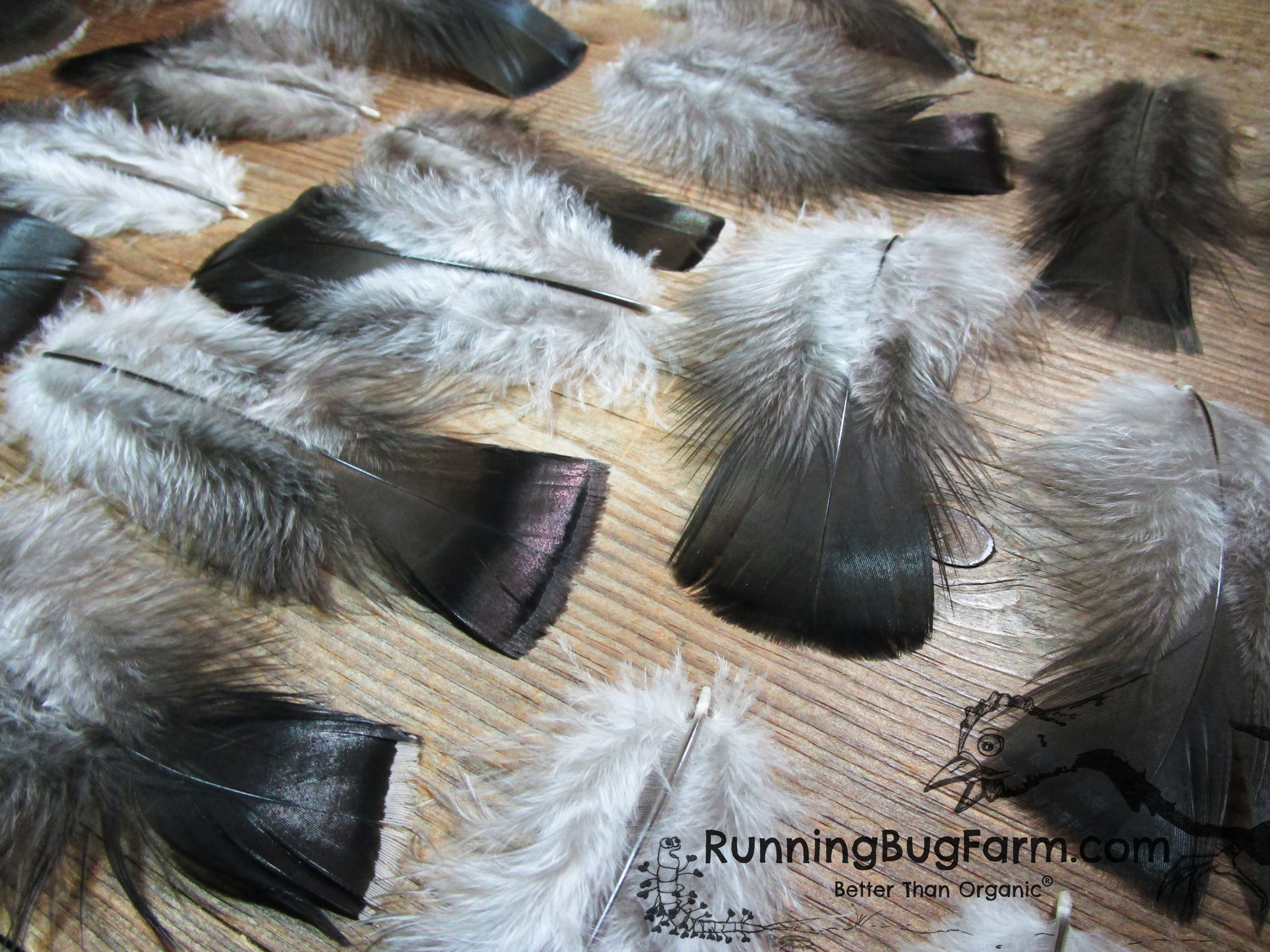 Barred Turkey Feathers — Mountain Hedgewitch