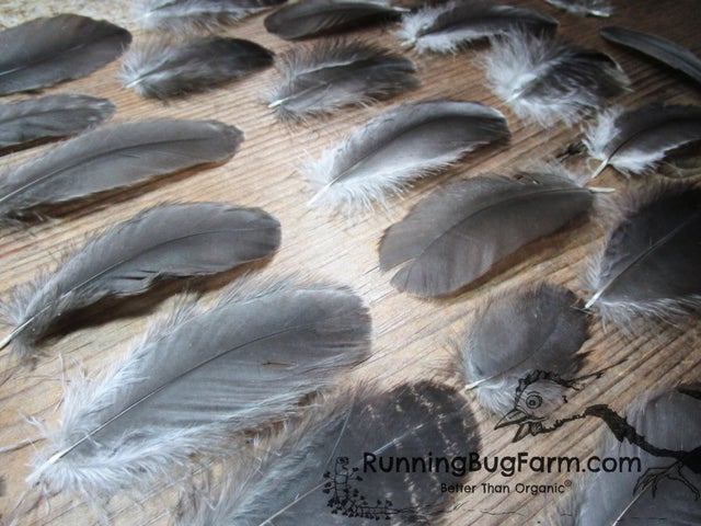 Ethically Sourced Bulk and Wholesale Feathers for Crafts - Running Bug Farm