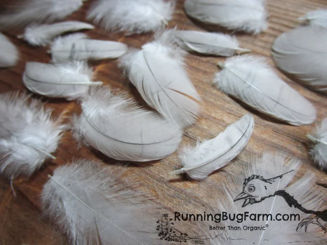 Jexine 1000 Pcs 3-8 White Feathers Bulk for Crafts 10 Styles Mixed White  Feathers Soft Natural Chicken Turkey Goose Feathers for DIY Dream Catcher