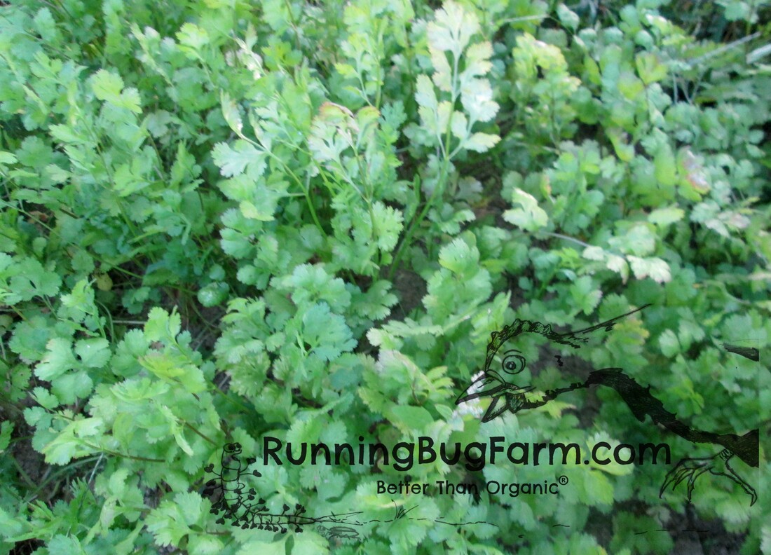 Learn how to grow your own fresh cilantro as well as how to save the seeds for corriander.