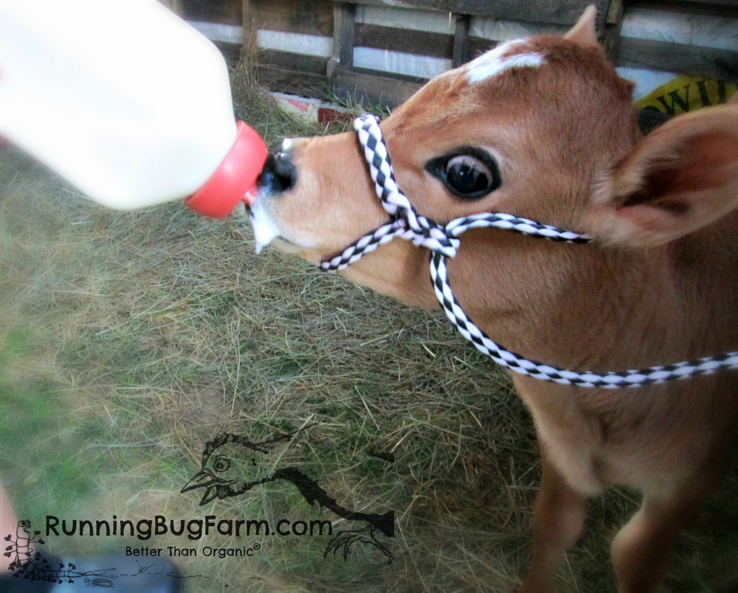 Homesteading Greenhorns: Our First Jersey Dairy Cow