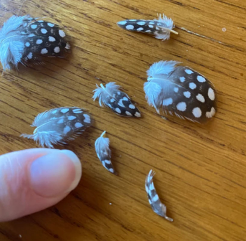 Picture of real miniature guinea fowl bird feathers as shown by a happy customer of Running Bug Farm