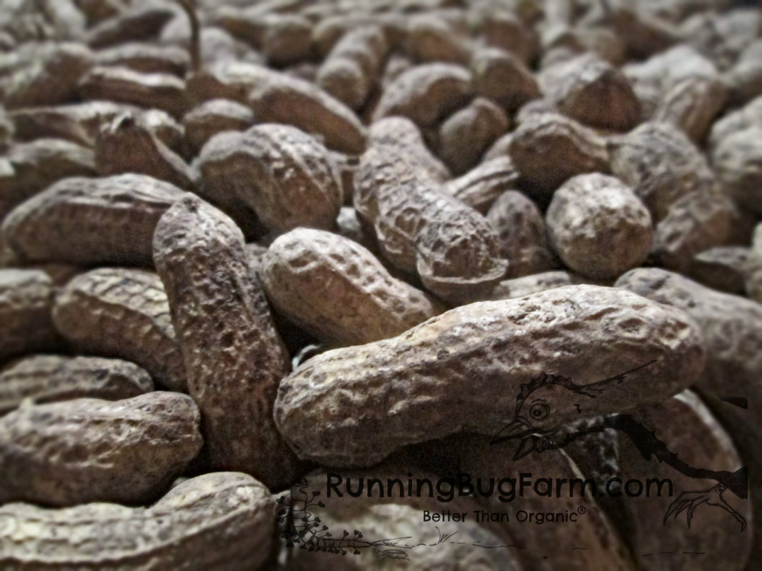 How to grow Tennessee Red Valencia peanuts organically at home.
