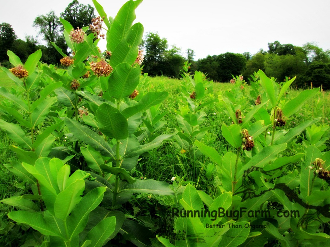 Learn how to grow milkweed and create your own abundant butterfly garden